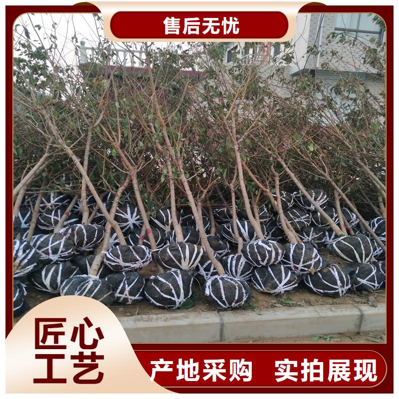 杏苗多少钱一棵