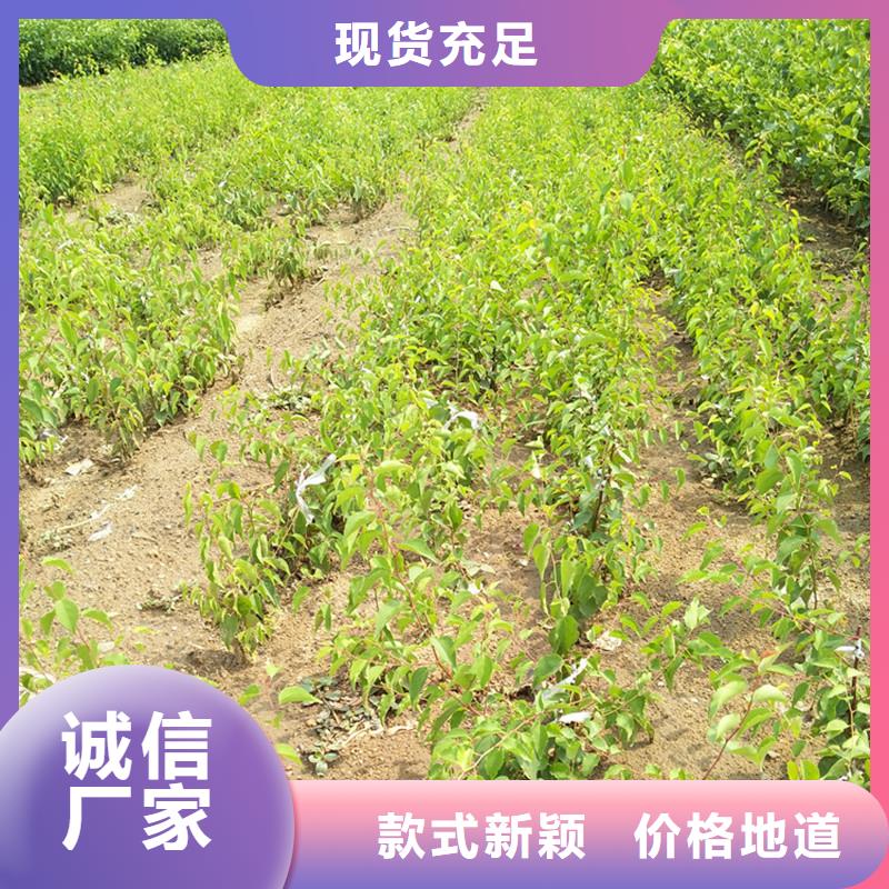 蜜香杏树苗量大从优