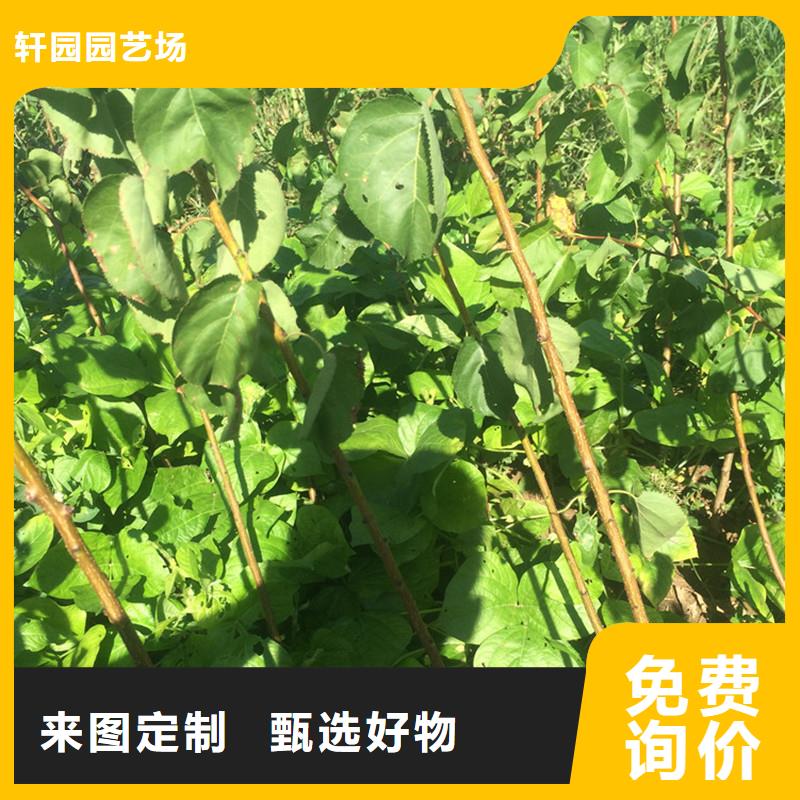 蜜香杏树苗新品种