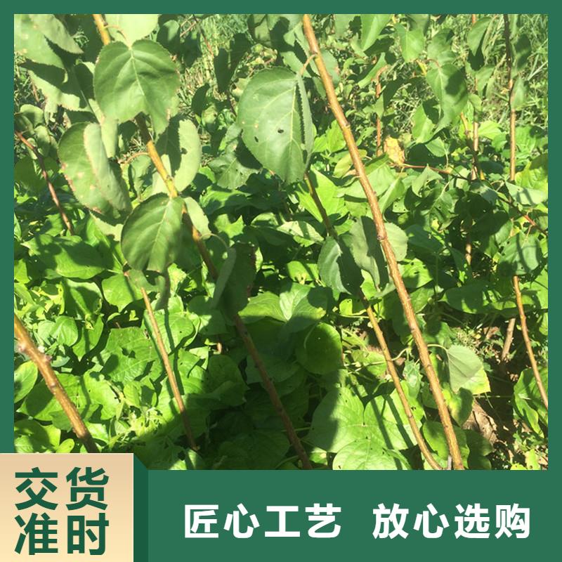 杏,【石榴树】厂家直接面向客户轩园苹果苗