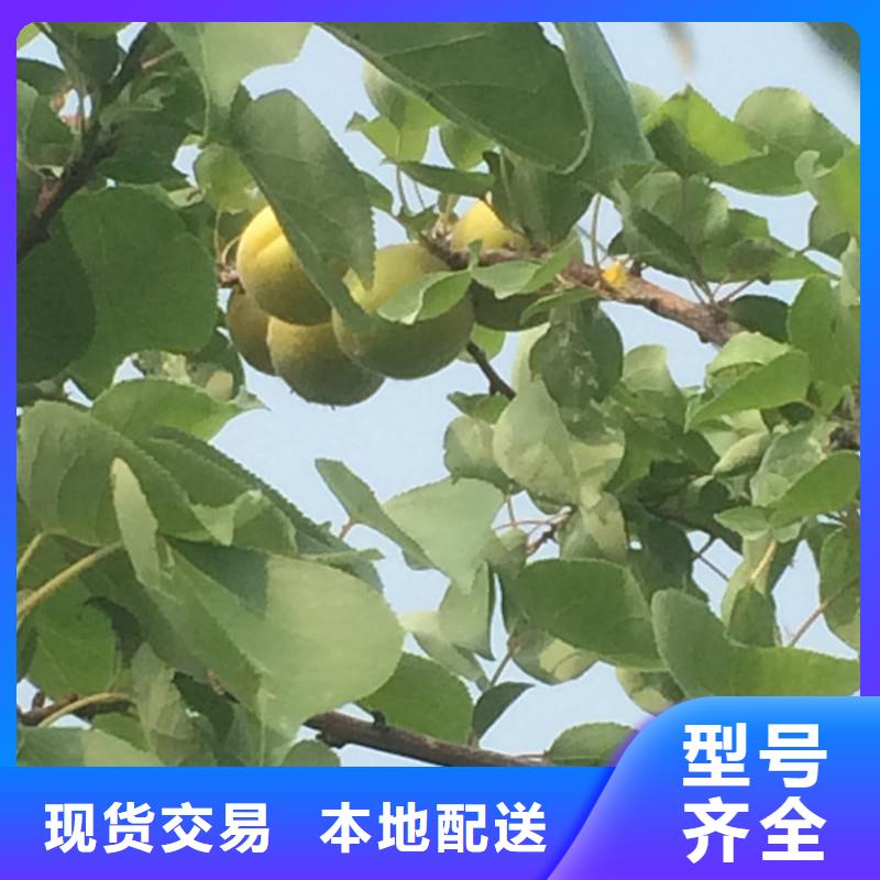 杏樱桃苗定制定做