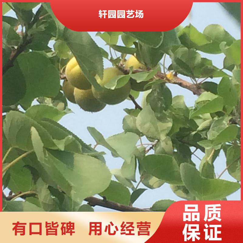 珍珠油杏树苗大棚种植