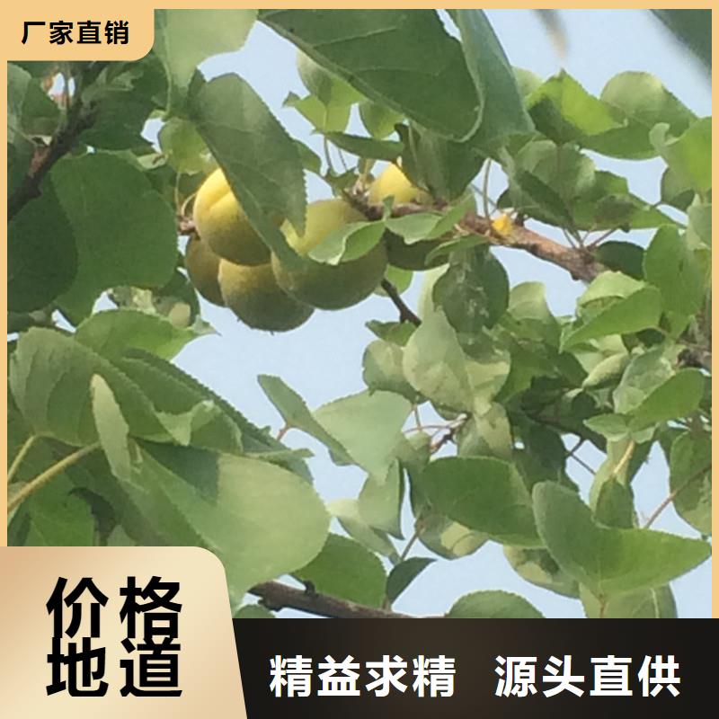 蜜香杏树苗量大从优