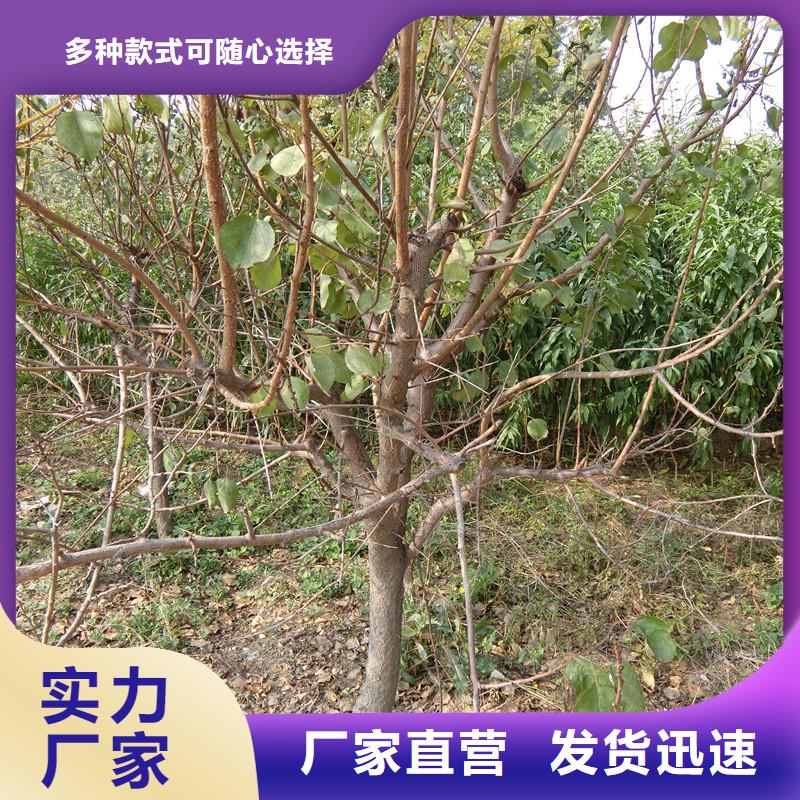 杏【猕猴桃苗】从厂家买售后有保障