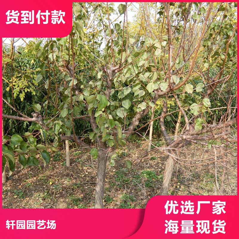 杏苗多少钱一棵