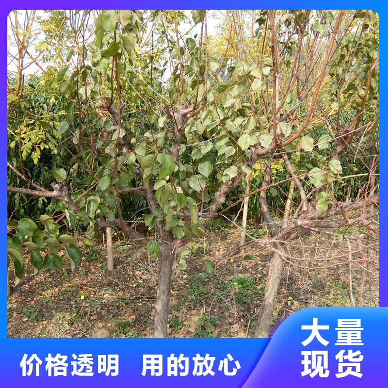 珍珠油杏树苗露天种植