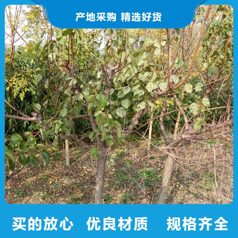 【杏,樱桃苗好产品不怕比】