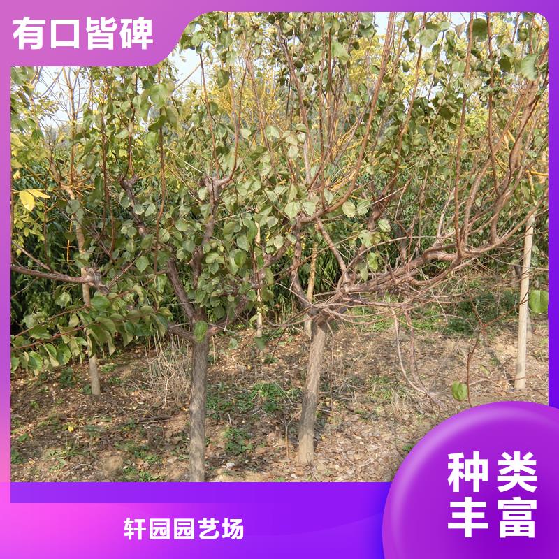 杏【猕猴桃苗】从厂家买售后有保障