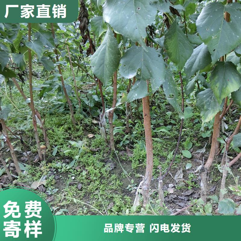 杏苗多少钱一棵