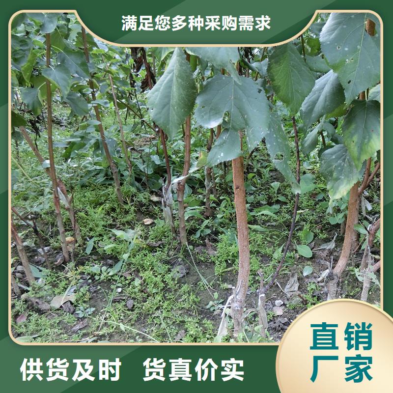 【杏,樱桃苗好产品不怕比】