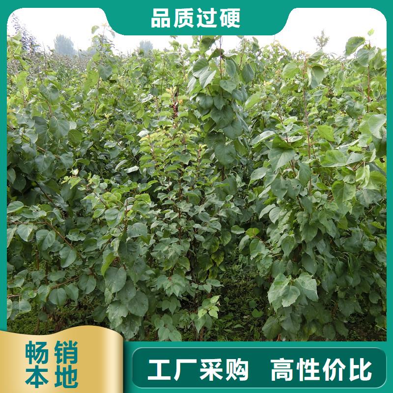珍珠油杏树苗大棚种植