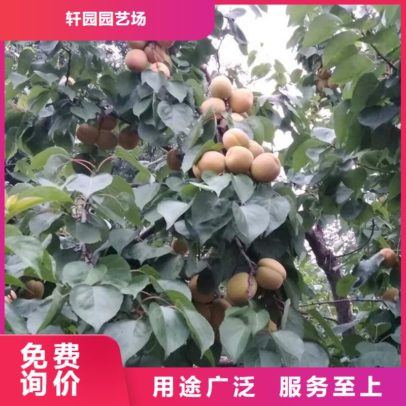珍珠油杏树苗嫁接方法及时间