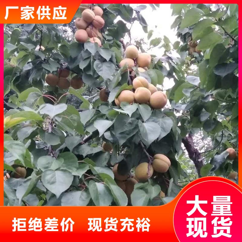 珍珠油杏树苗量大从优