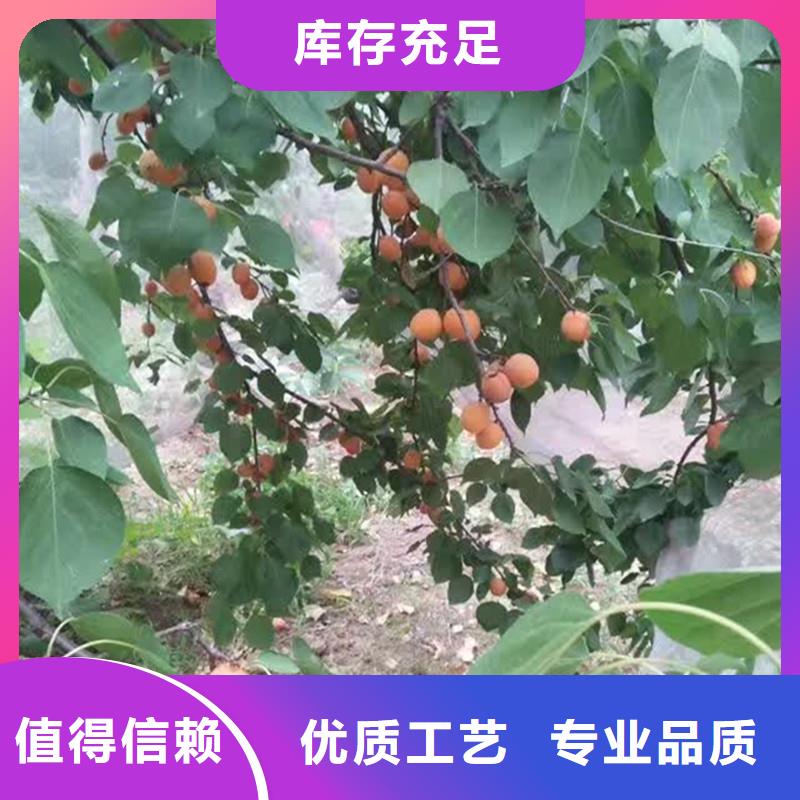 珍珠油杏树苗露天种植