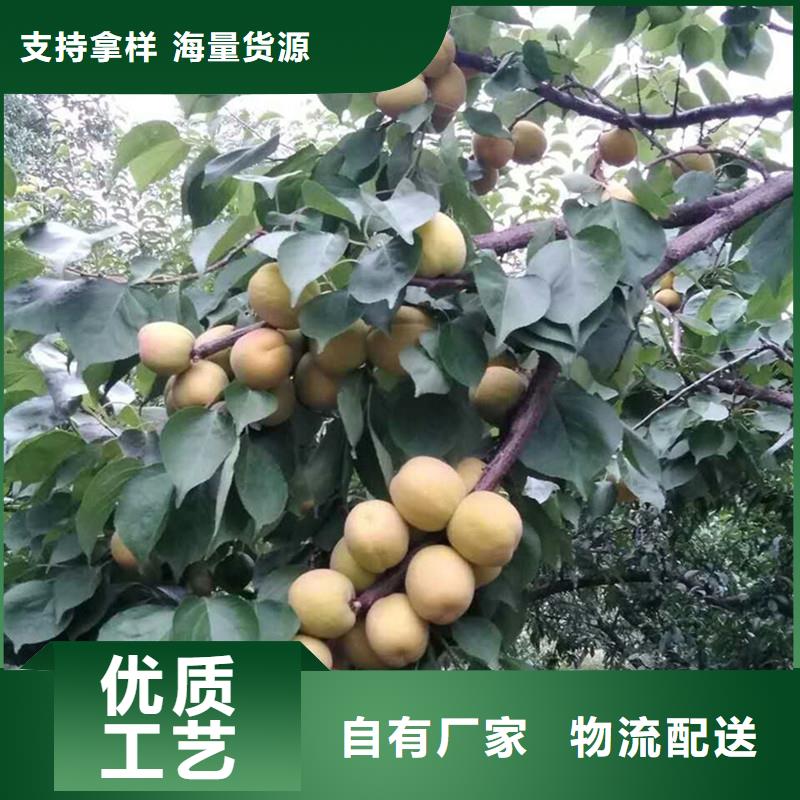 蜜香杏树苗经济效益