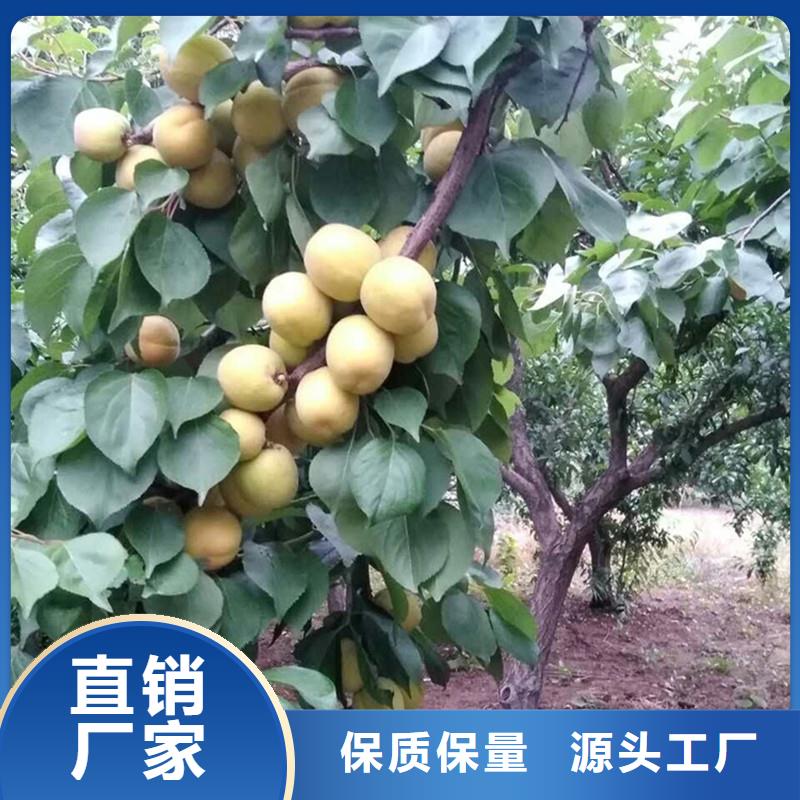 【杏】_樱桃苗同行低价