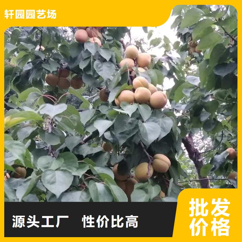 珍珠油杏树苗嫁接方法及时间
