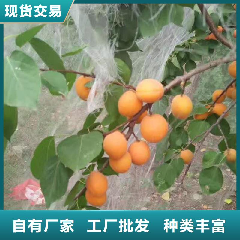 蜜香杏树苗新品种