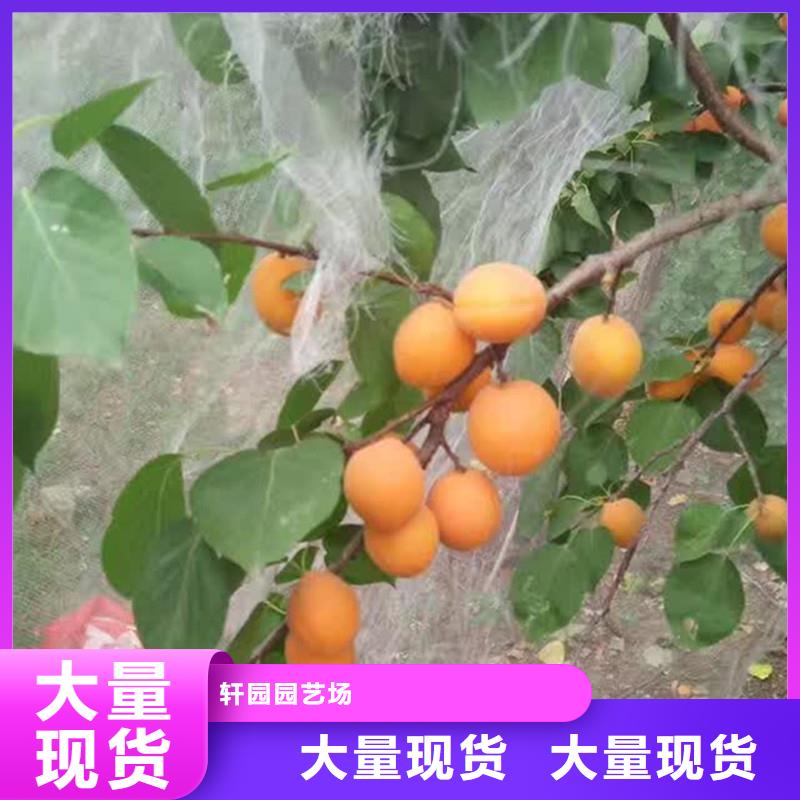 杏苗多少钱一棵