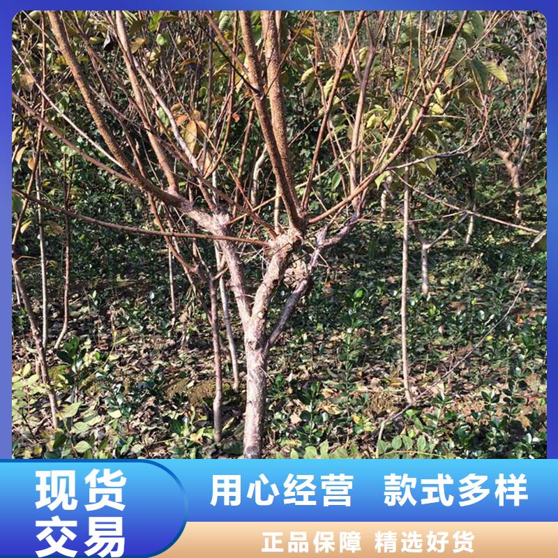 珍珠油杏树苗嫁接方法及时间