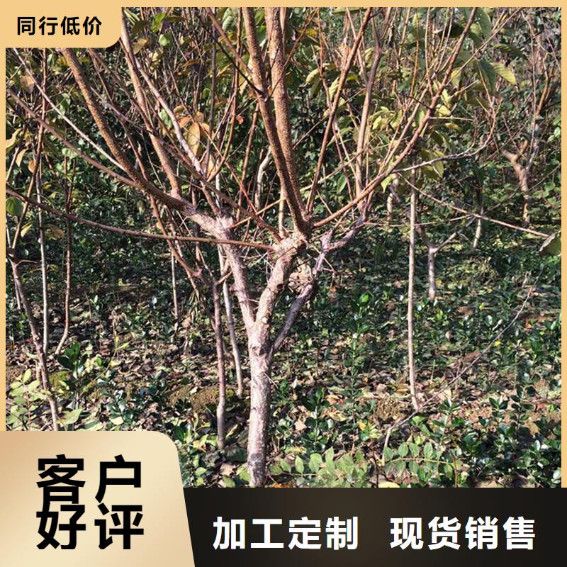 蜜香杏树苗量大从优
