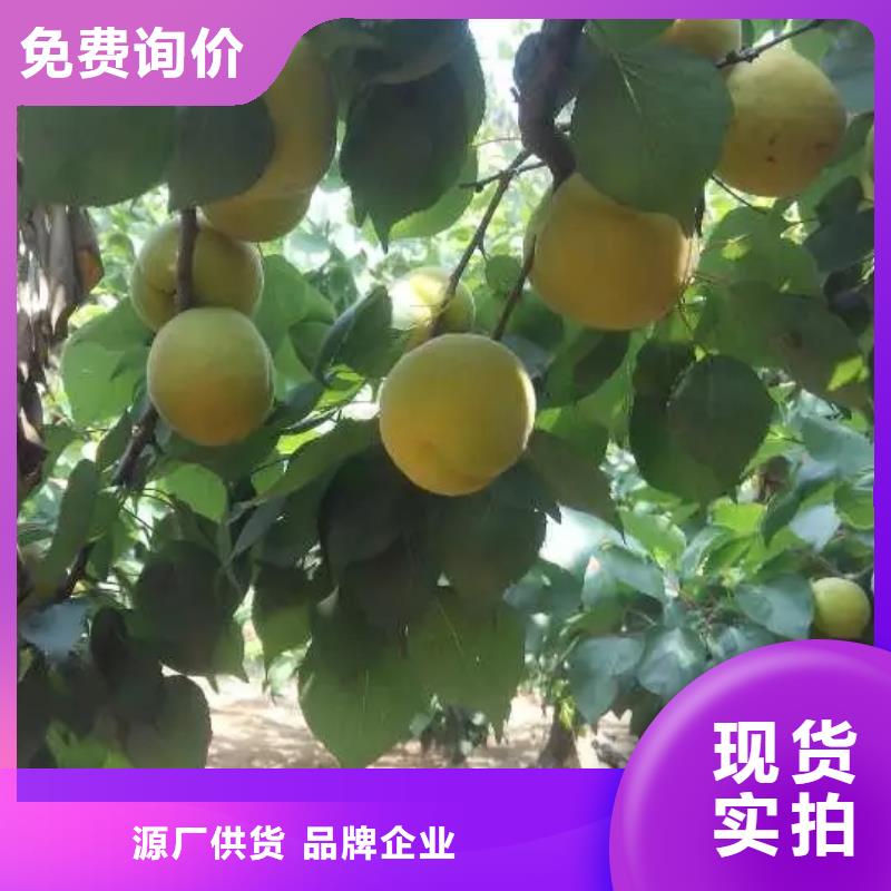 杏樱桃苗定制定做