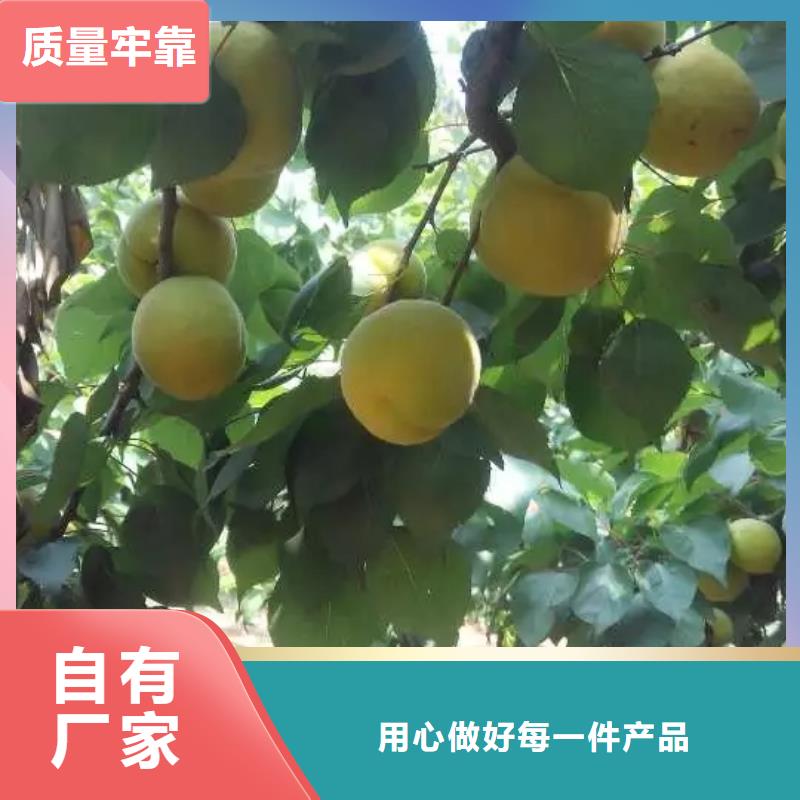 蜜香杏树苗量大从优