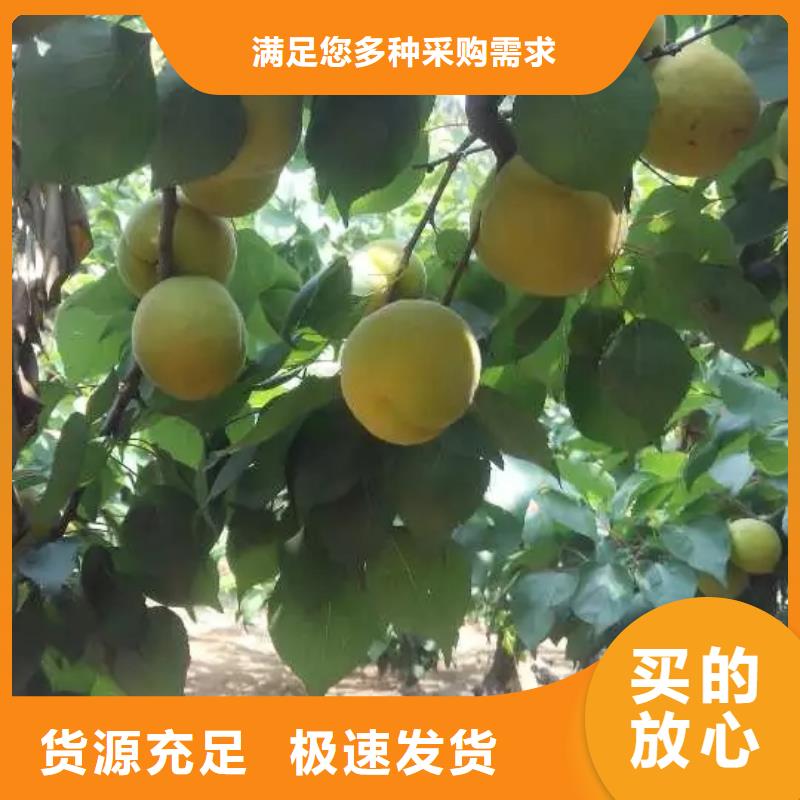 珍珠油杏树苗露天种植