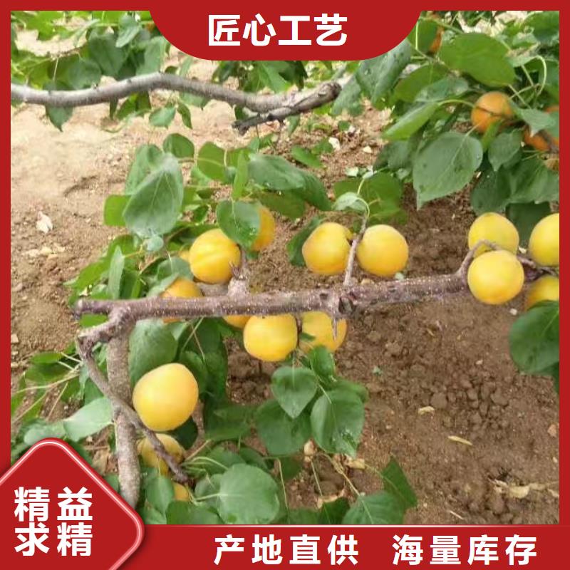 珍珠油杏树苗量大从优