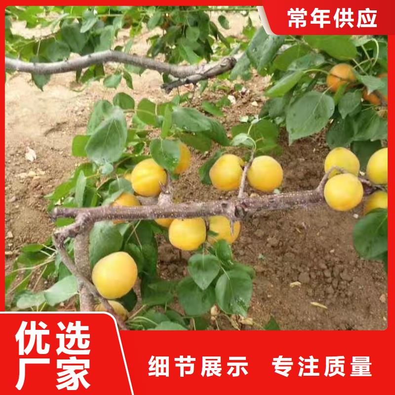 珍珠油杏树苗大棚种植
