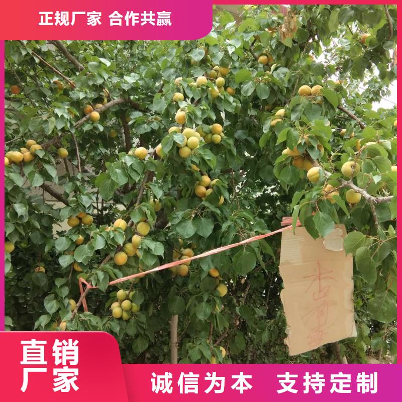 蜜香杏树苗经济效益