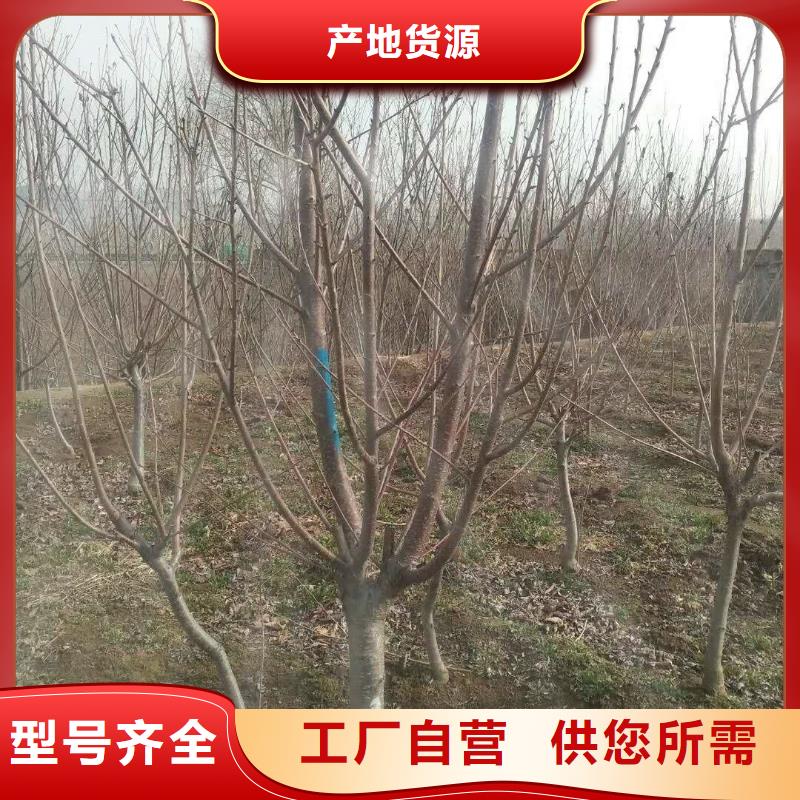 珍珠油杏树苗大棚种植