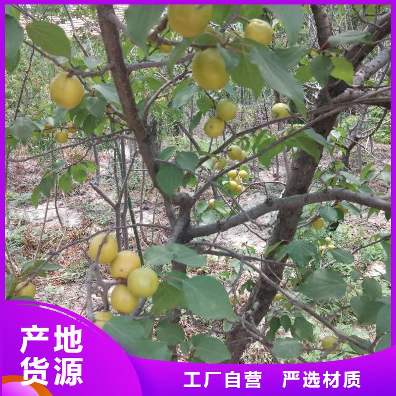 蜜香杏树苗量大从优