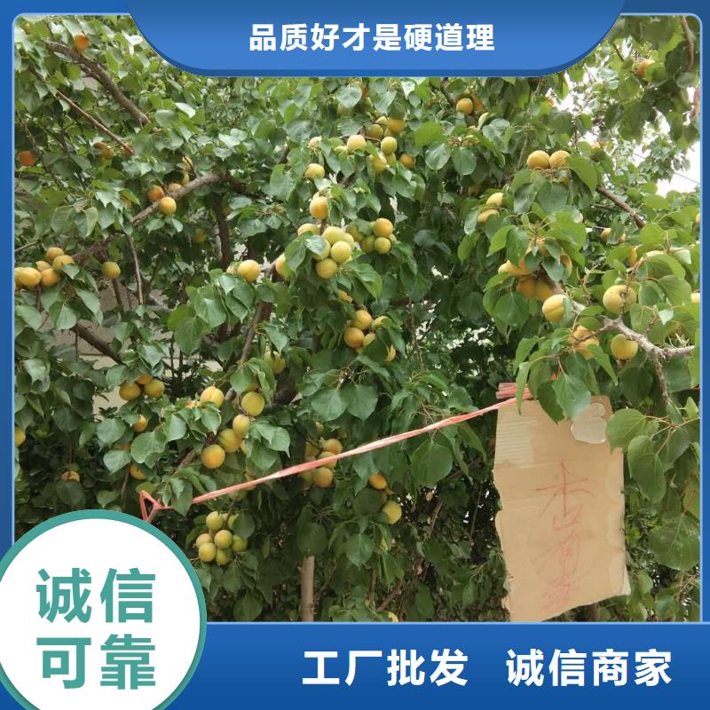 蜜香杏树苗量大从优