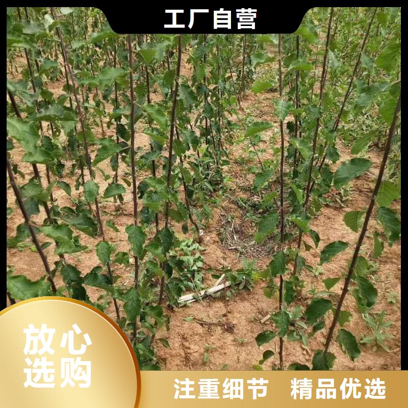 珍珠油杏树苗大棚种植