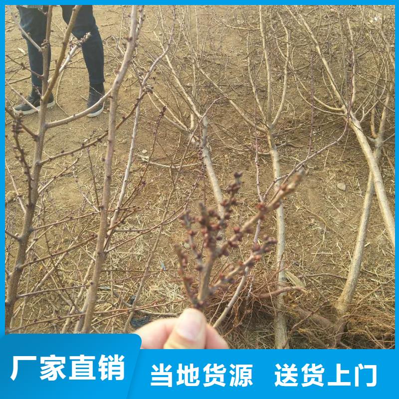 珍珠油杏树苗露天种植