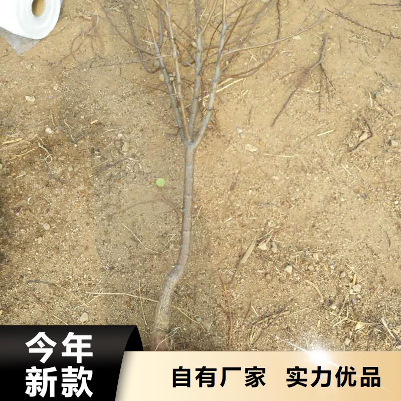 蜜香杏树苗量大从优