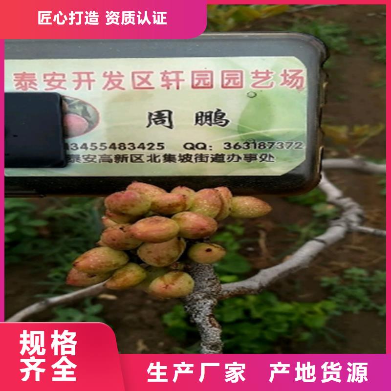 开心果苗一亩地多少棵