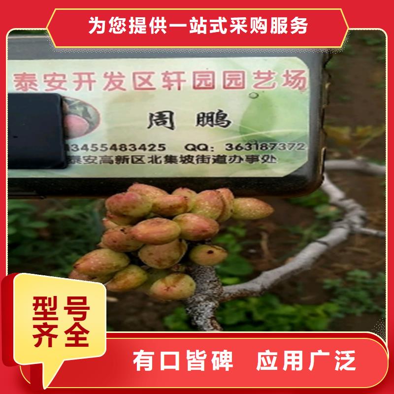 开心果草莓苗国标检测放心购买