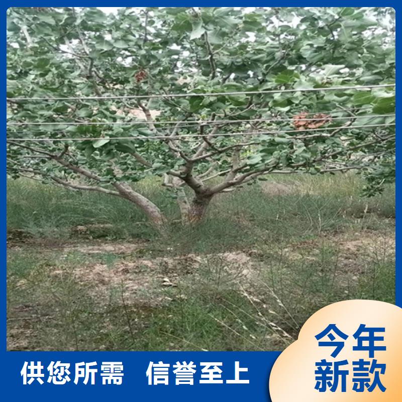 开心果,玛瑙红石榴苗源厂直接供货