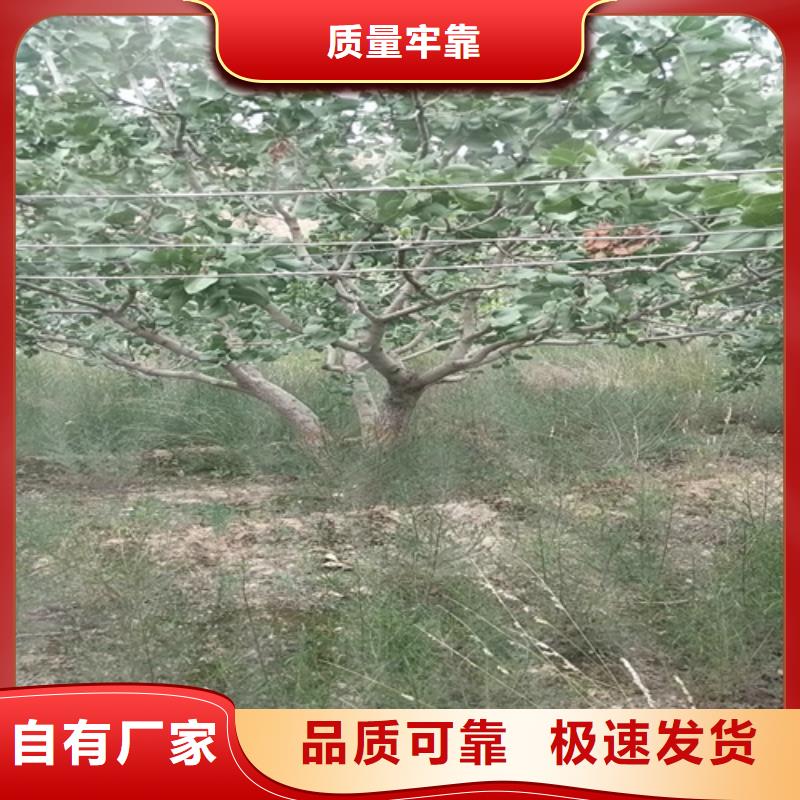 开心果种植技术