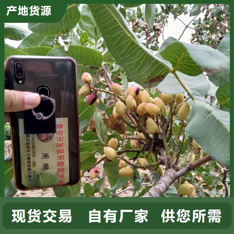 阿月浑子树苗一亩地栽多少棵