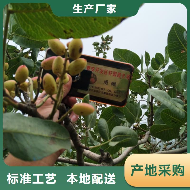 阿月浑子树苗经济效益