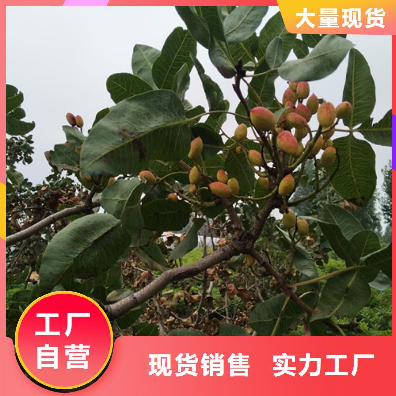 开心果树种植基地
