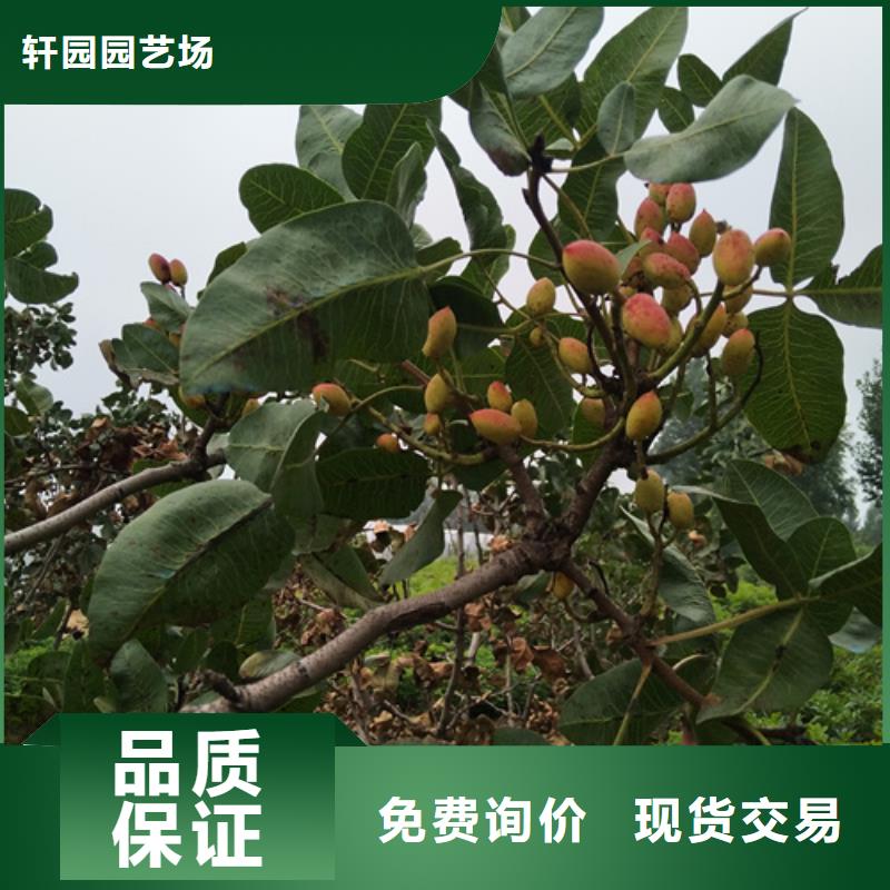 开心果树苗批发