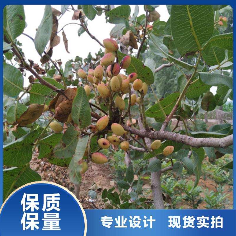 开心果树种植基地