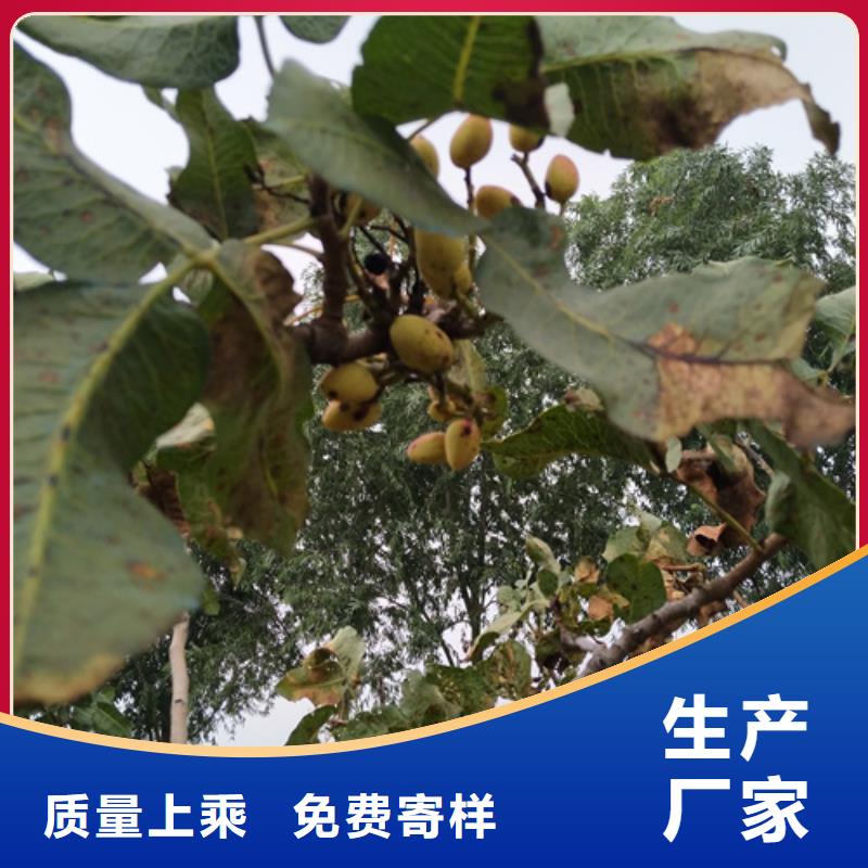 开心果苹果苗自有生产工厂