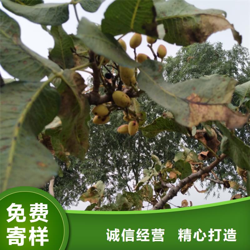 开心果树苗量多优惠