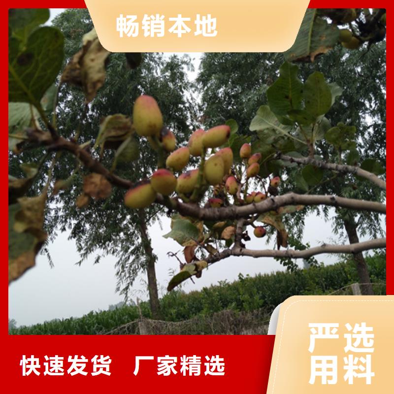 开心果苗当年结果树