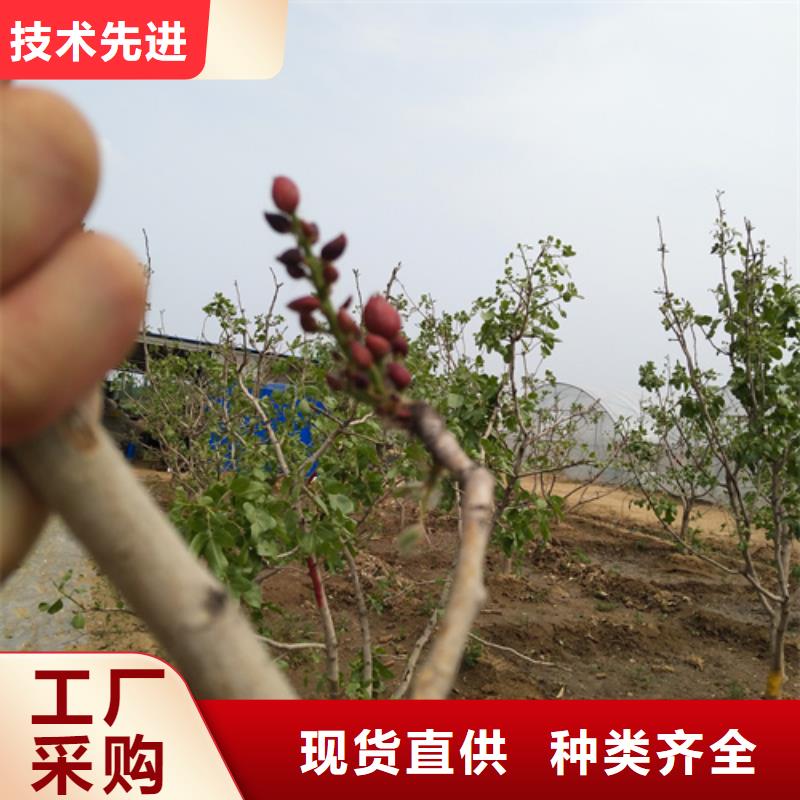 开心果树苗批发